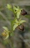 Ophrys sphegodes Mill.