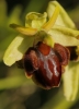 Ophrys sphegodes Mill.