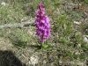 Orchis mascula L.