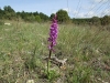 Orchis mascula L.