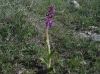 Orchis mascula L.