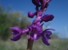 Orchis mascula L.