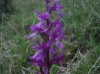 Orchis mascula L.