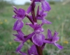 Orchis mascula L.