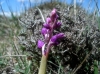 Orchis mascula s.l.