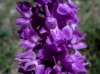 Orchis mascula s.l.