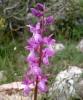 Orchis mascula s.l.