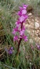 Orchis mascula s.l.