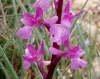 Orchis mascula s.l.