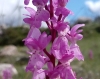 Orchis mascula s.l.