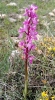 Orchis mascula s.l.