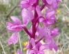 Orchis mascula s.l.