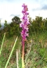 Orchis mascula s.l.