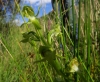 Platanthera algeriensis Batt. & Trab.