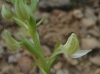 Platanthera bifolia (L.) Rich.