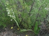 Platanthera bifolia (L.) Rich.