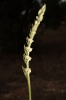 Spiranthes spiralis (L.) Chevall.