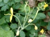 Chelidonium majus L.