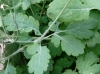 Chelidonium majus L.