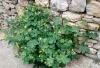 Chelidonium majus L.