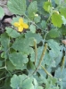 Chelidonium majus L.
