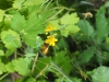 Chelidonium majus L.