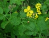 Chelidonium majus L.