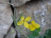 Chelidonium majus L.
