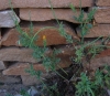 Glaucium flavum Crantz