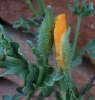 Glaucium flavum Crantz