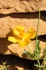 Glaucium flavum Crantz