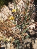 Glaucium flavum Crantz