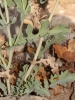 Glaucium flavum Crantz