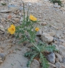 Glaucium flavum Crantz