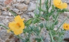 Glaucium flavum Crantz