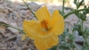Glaucium flavum Crantz
