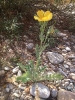 Glaucium flavum Crantz