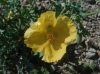 Glaucium flavum Crantz