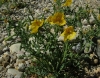 Glaucium flavum Crantz