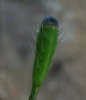 Papaver argemone L.