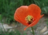 Papaver dubium L.