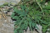 Papaver rhoeas L.