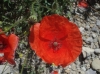 Papaver rhoeas L.