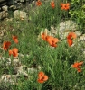 Papaver dubium L.