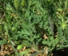 Papaver dubium L.