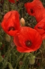 Papaver rhoeas L.