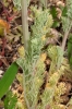 Platycapnos spicata 2/4