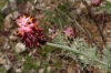 Platycapnos spicata 3/4