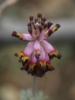 Platycapnos spicata