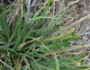 Plantago maritima L. subsp. serpentina (All.) Arcang.